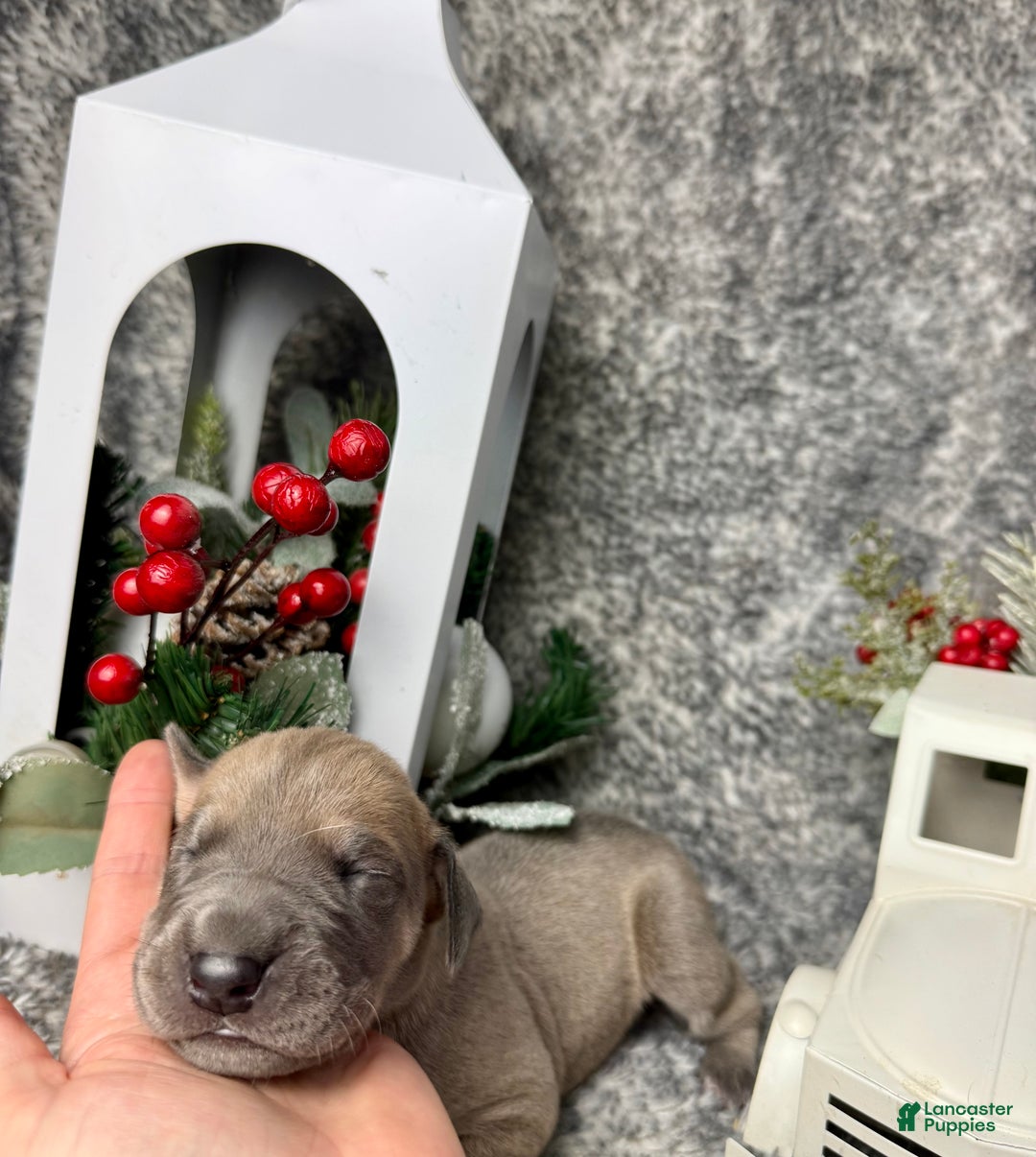 Great Dane dogs for sale: Ginny Weasley - Ad 5