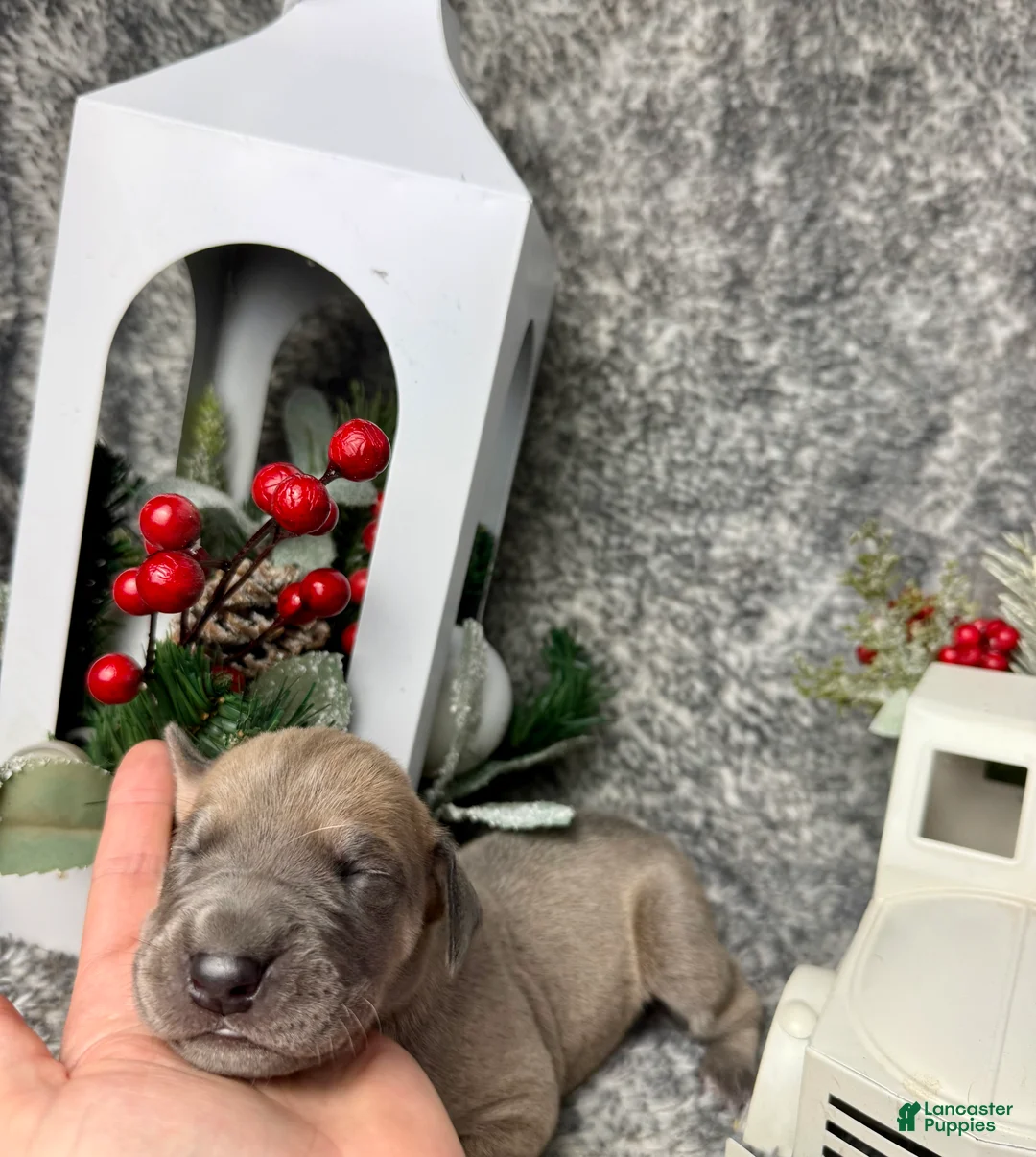 Great Dane dogs for sale: Blue fawn (Heavy Euro) - Ad 16