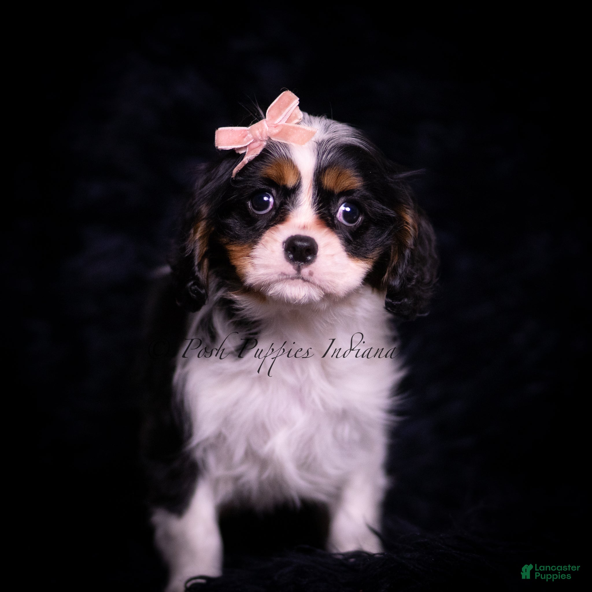 Cavalier King Charles Spaniel dogs Honey - Ad 2