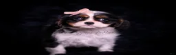 Cavalier King Charles Spaniel dogs for sale: Honey - Ad 2