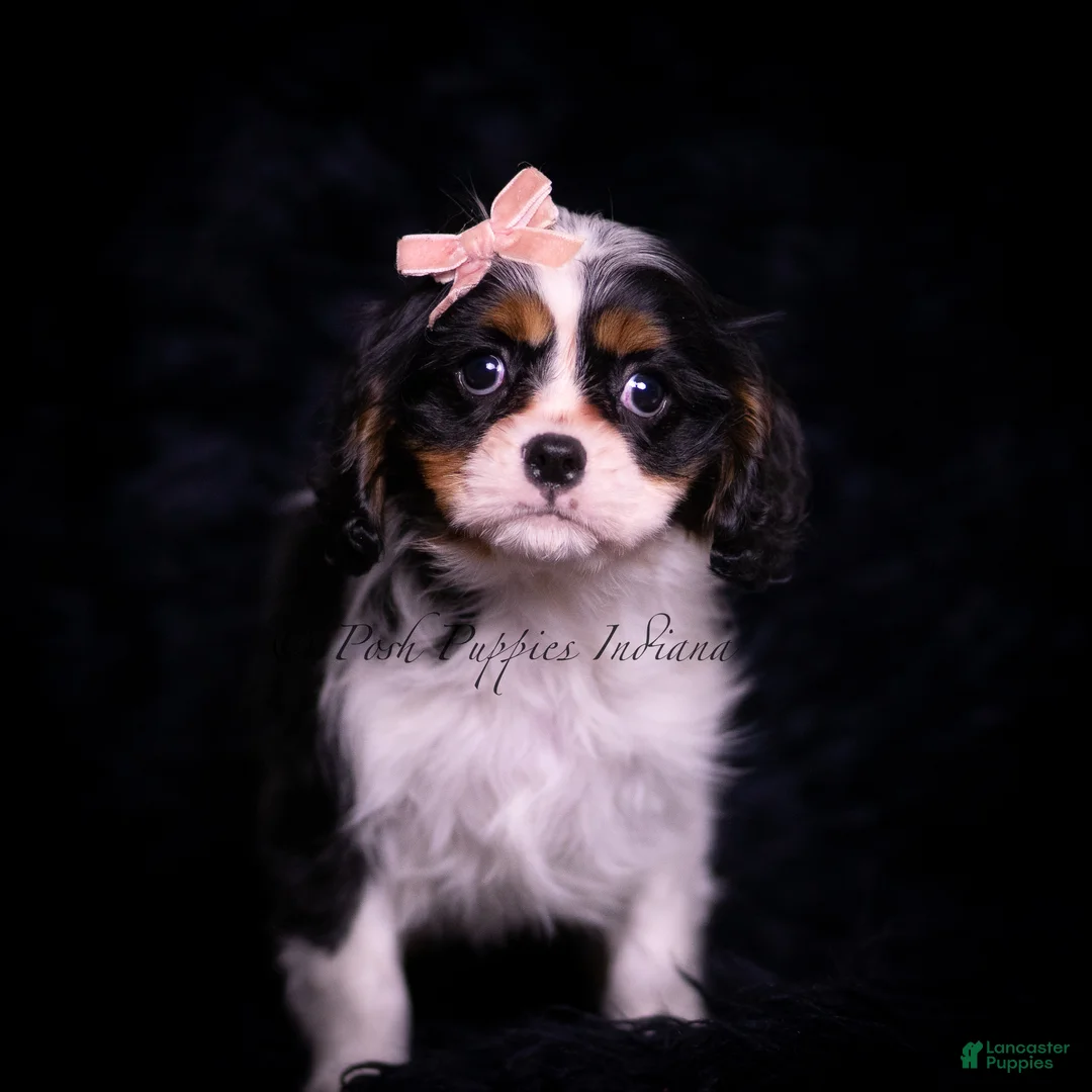 Cavalier King Charles Spaniel dogs for sale: Honey - Ad 2
