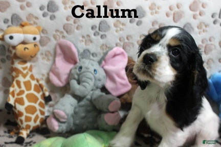 Cocker Spaniel dogs for sale: Callum - Ad 2