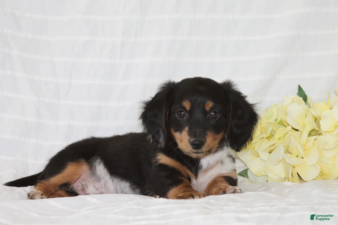 Dachshund dogs for sale: Ollie - Ad 2