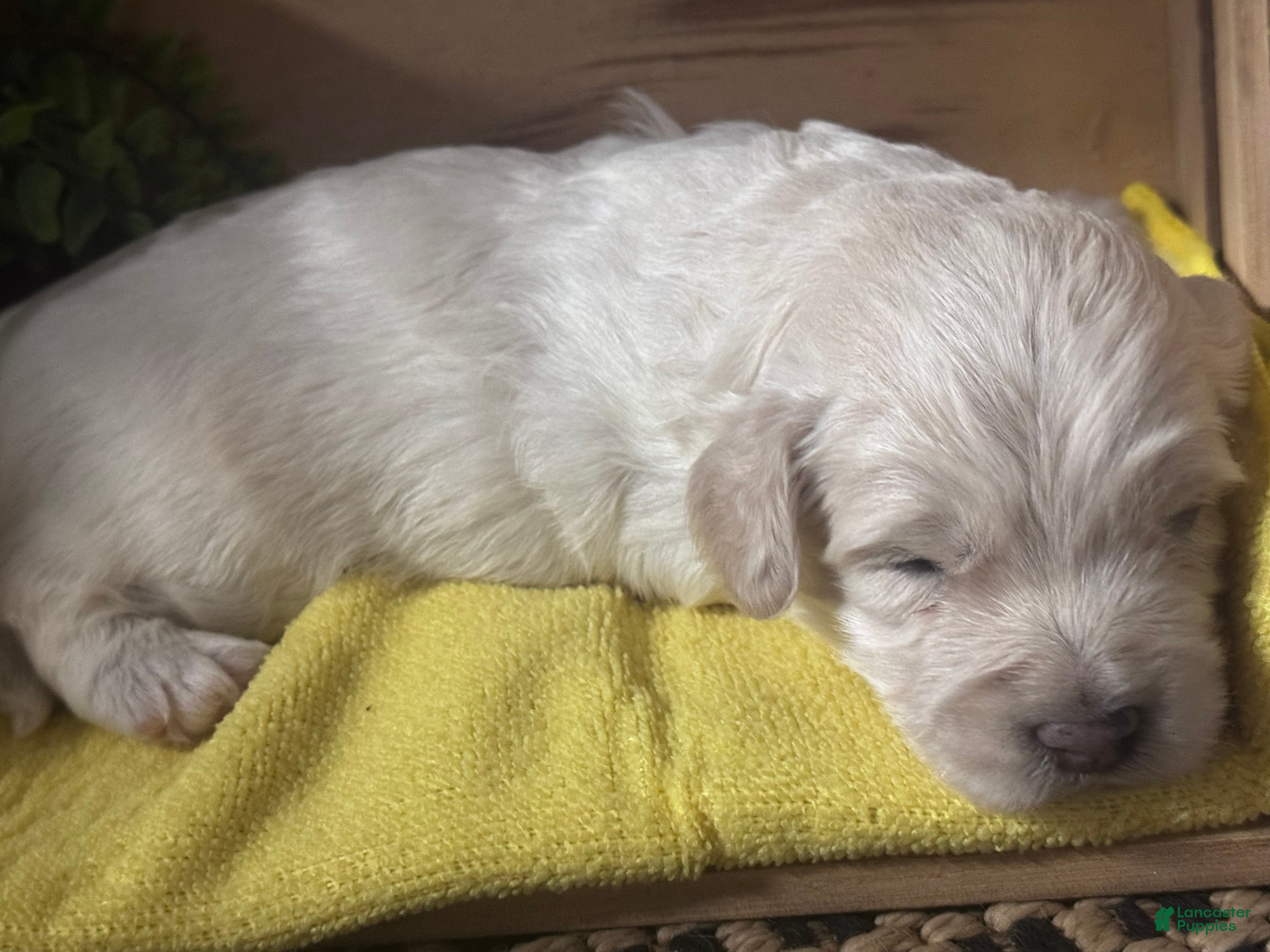 Mini Goldendoodle dogs Mini Goldendoodle 2 - Ad 2