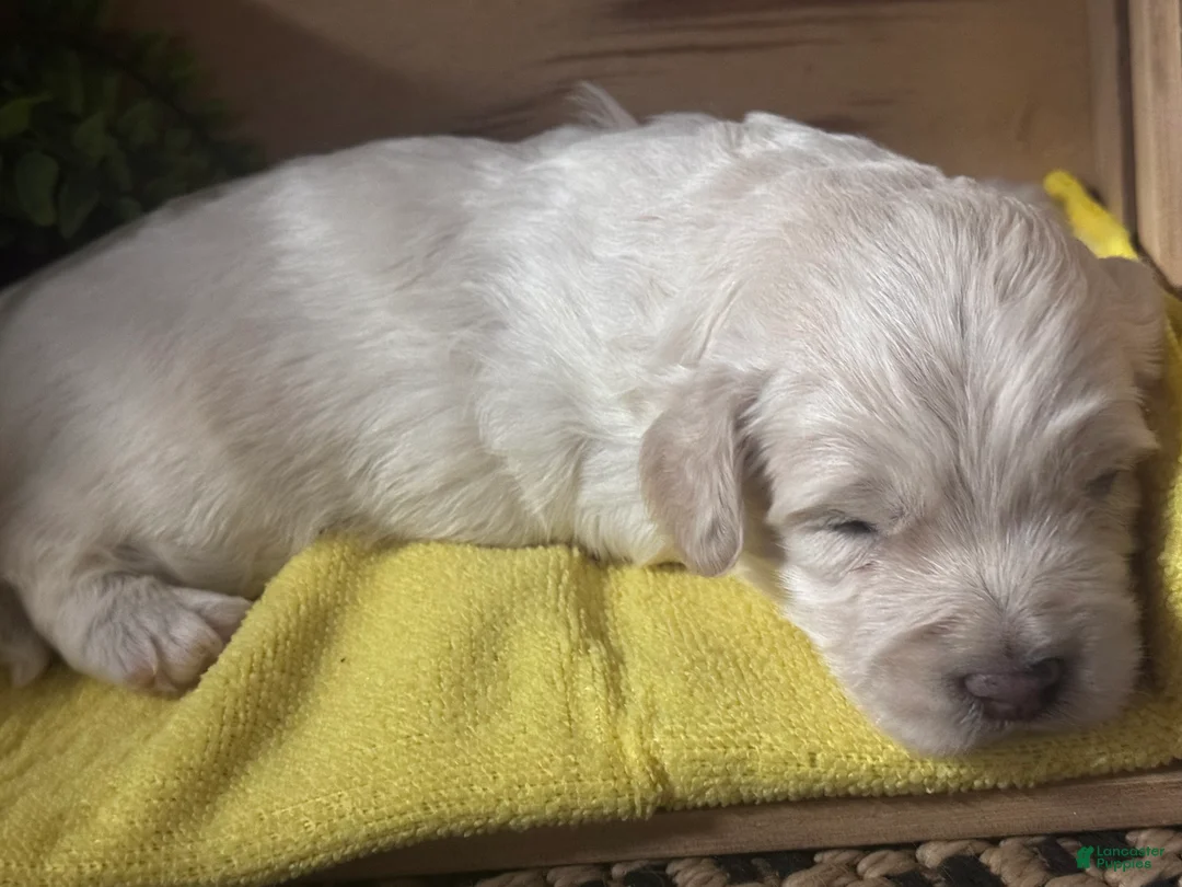 Mini Goldendoodle dogs for sale: Mini Goldendoodle 2 - Ad 1