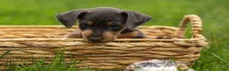 Miniature Pinscher dogs for sale: ANDREW - Ad 5
