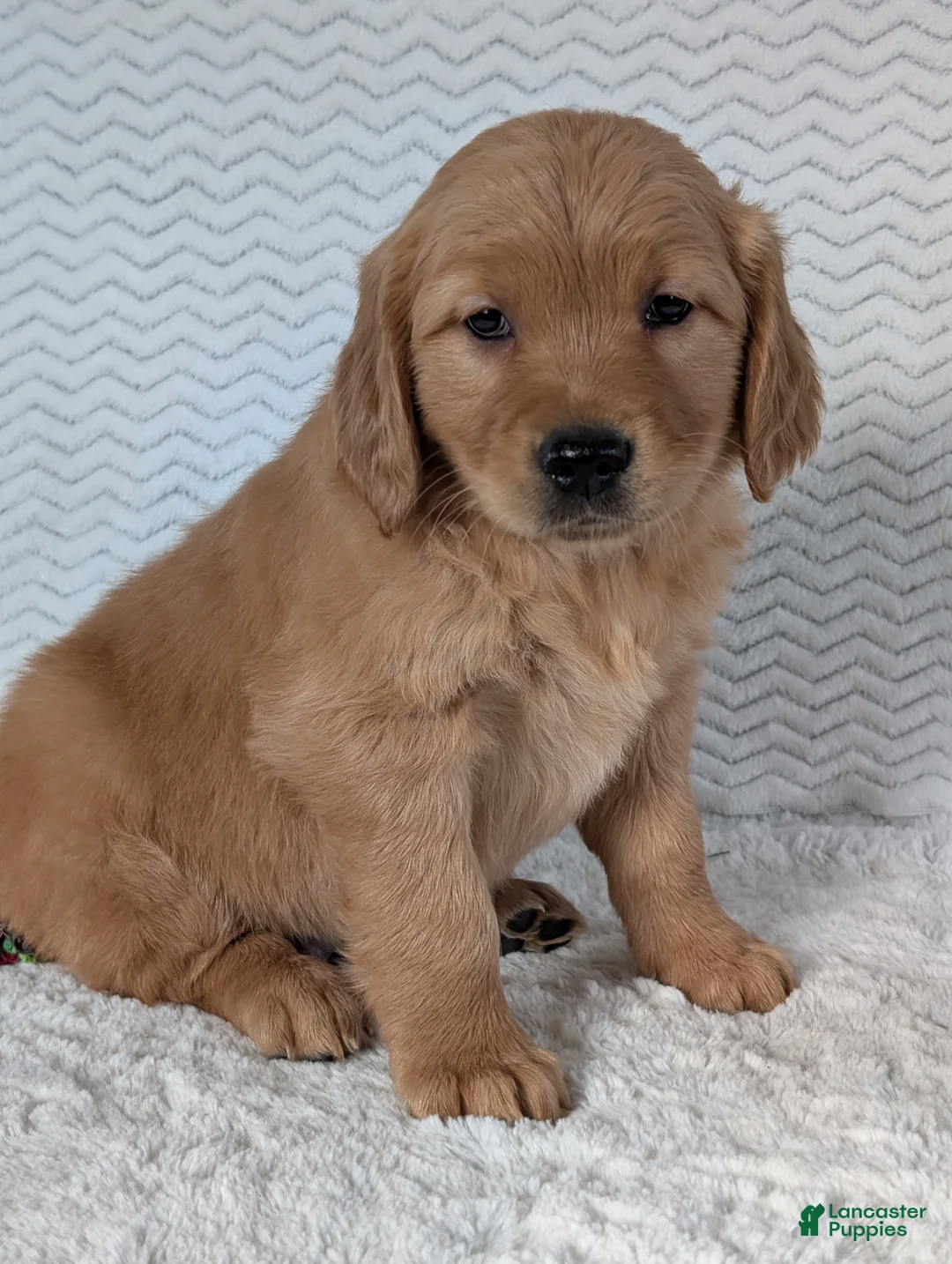 Golden Retriever dogs for sale: Miss Emmie - Ad 9