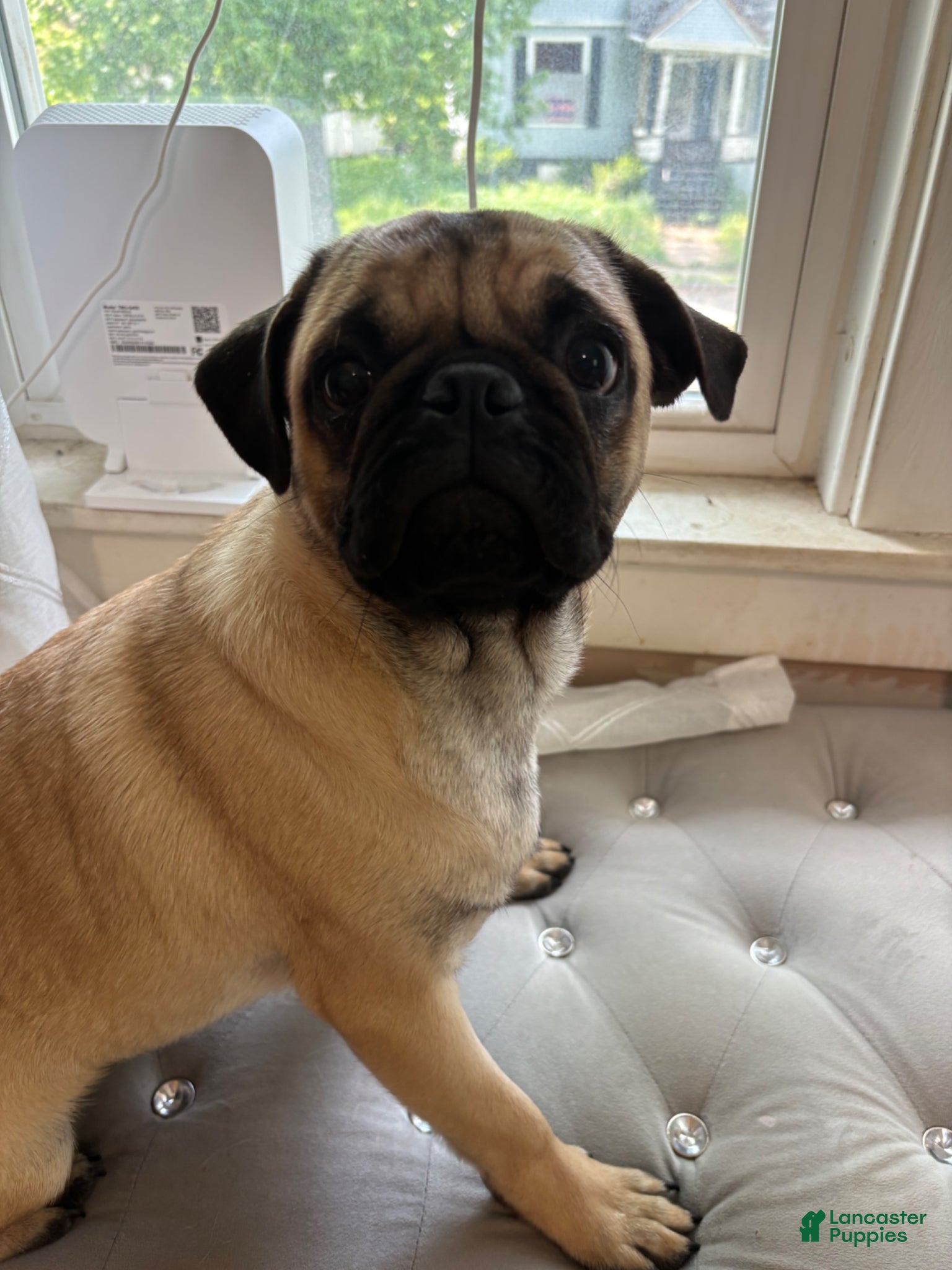 Pug dogs for sale: Pug Puppy 1 - Ad 2