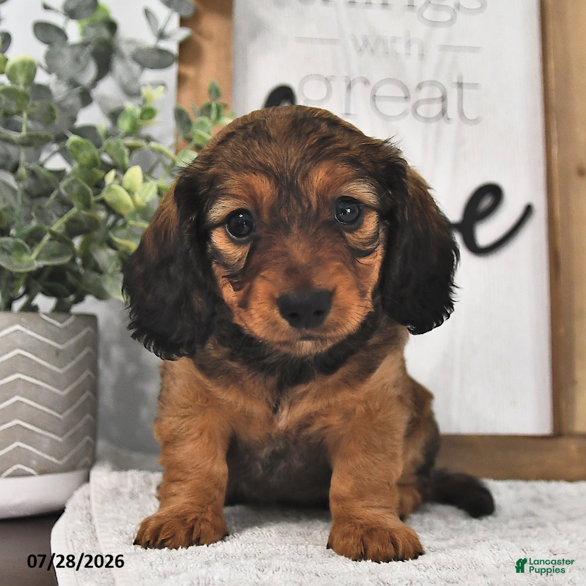 Miniature Dachshund dogs Beulah - Ad 2