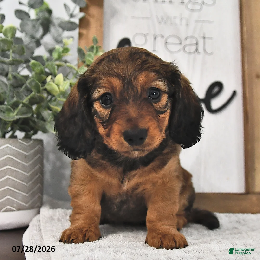 Miniature Dachshund dogs for sale: Beulah - Ad 2