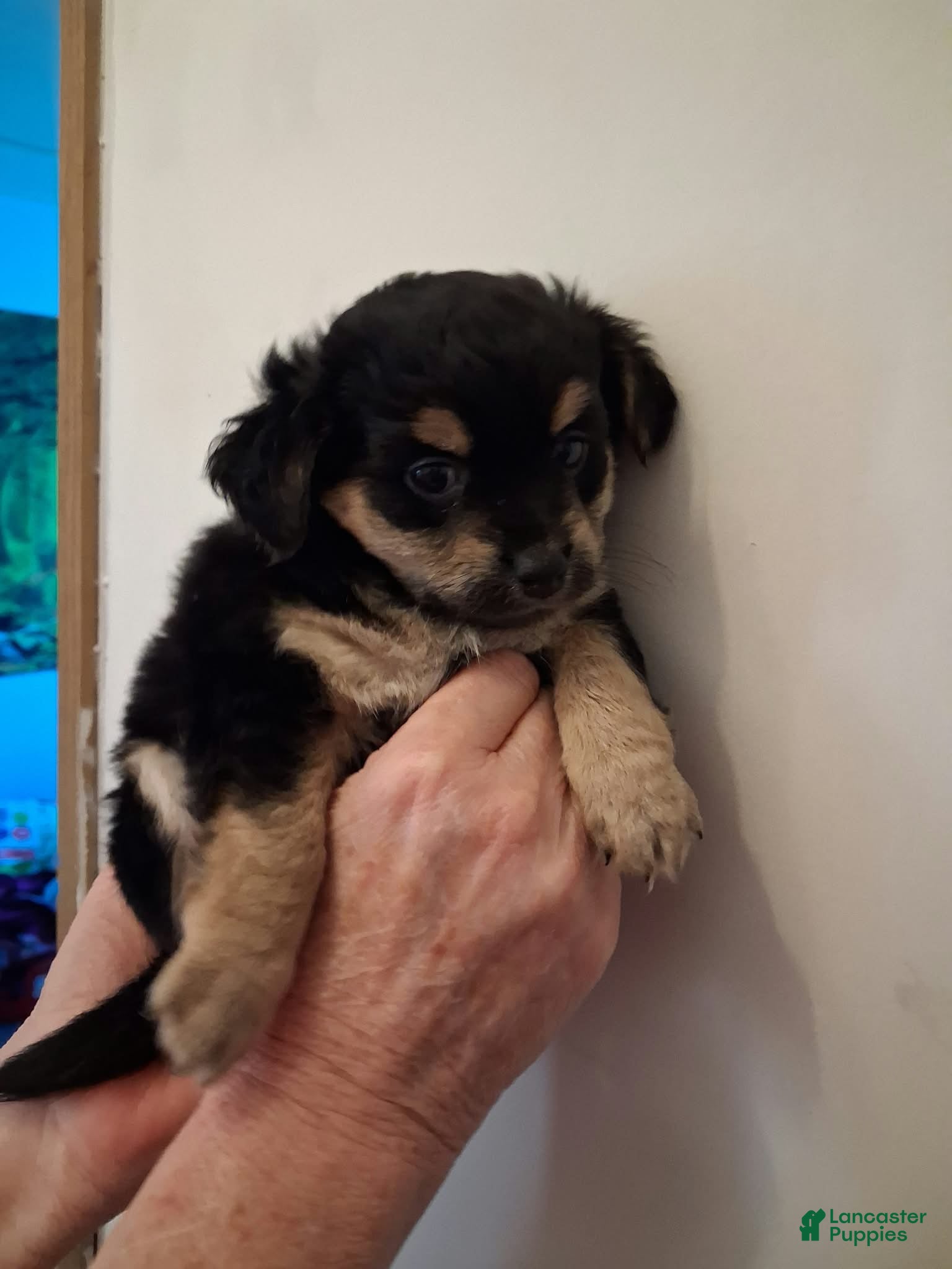 Chipoo dogs for sale: Chipoo 2 - Ad 9