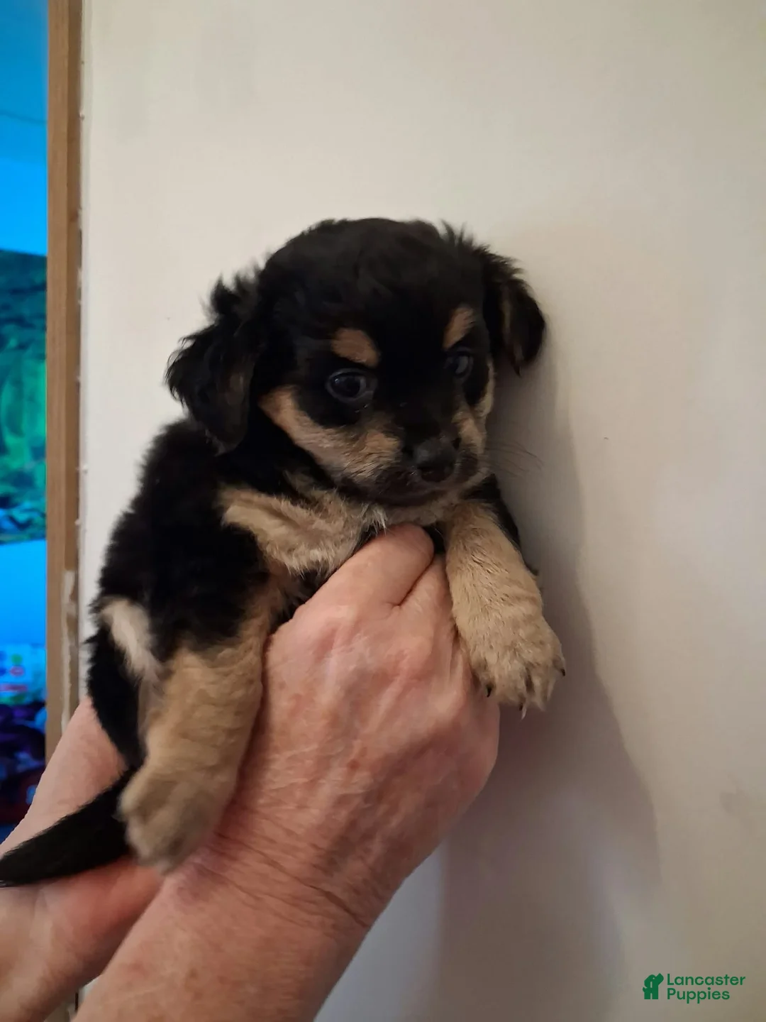 Chipoo dogs for sale: Chipoo 2 - Ad 1