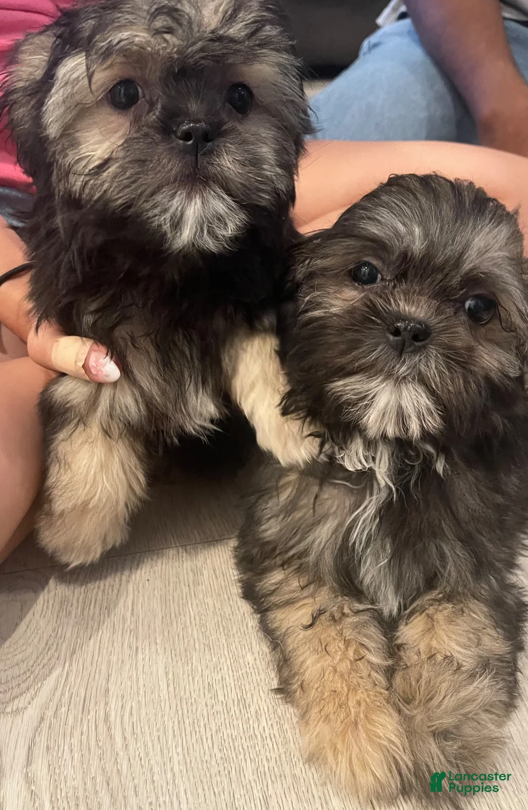 Shorkie dogs for sale: Shorkie 2 - Ad 1