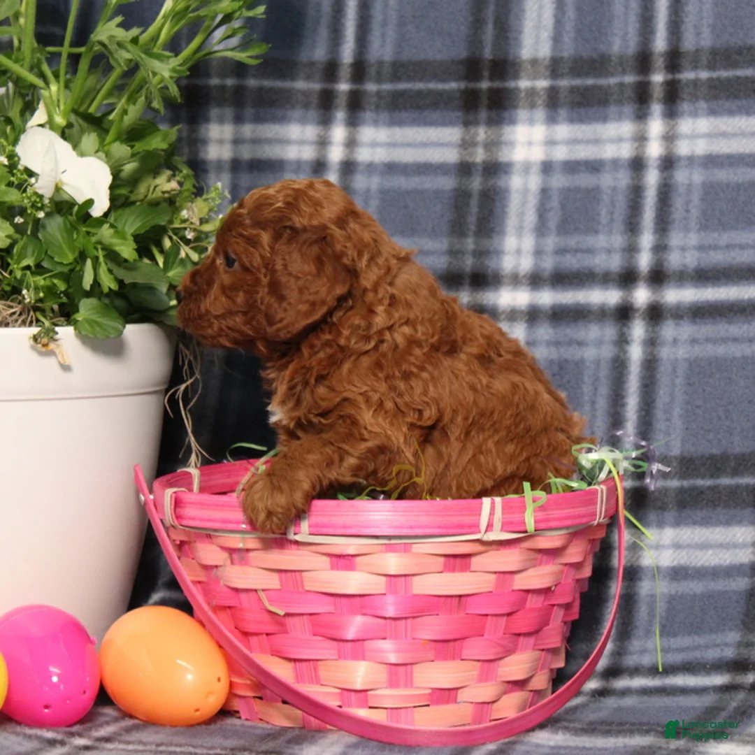 Miniature Poodle dogs for sale: Lincoln - Ad 21