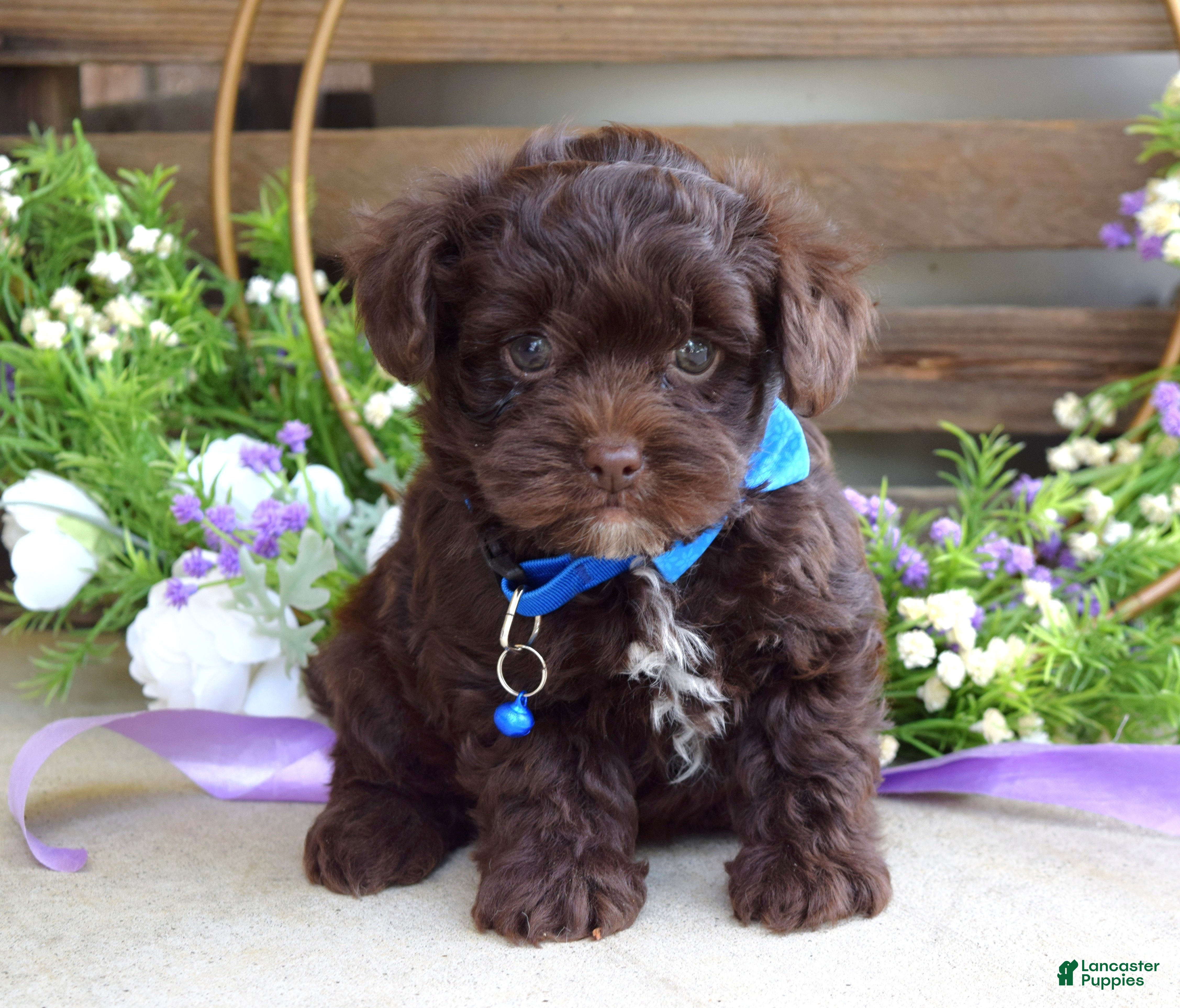 Yorkiepoo dogs Kayden - Ad 2