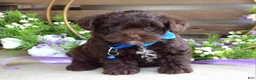 Yorkiepoo dogs for sale: Kayden - Ad 2