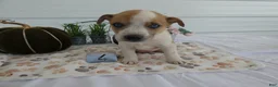 Mixed Breed dogs for sale: Mixed Breed 4 Riley - Ad 2