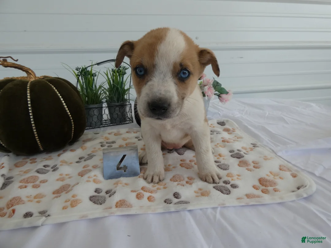 Mixed Breed dogs for sale: Mixed Breed 4 Riley - Ad 2