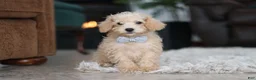 Schnoodle dogs for sale: Bruno - Ad 10