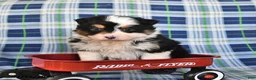 Australian Shepherd dogs for sale: Ivy - Ad 4