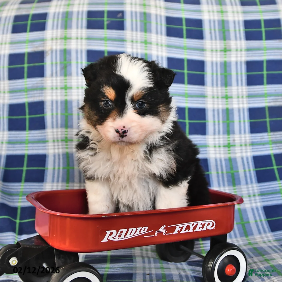 Australian Shepherd dogs for sale: Ivy - Ad 4