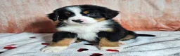 Bernese Mountain Dog dogs for sale: Bentley  - Ad 5