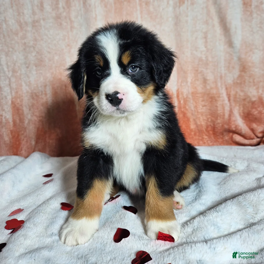 Bernese Mountain Dog dogs for sale: Bentley  - Ad 5