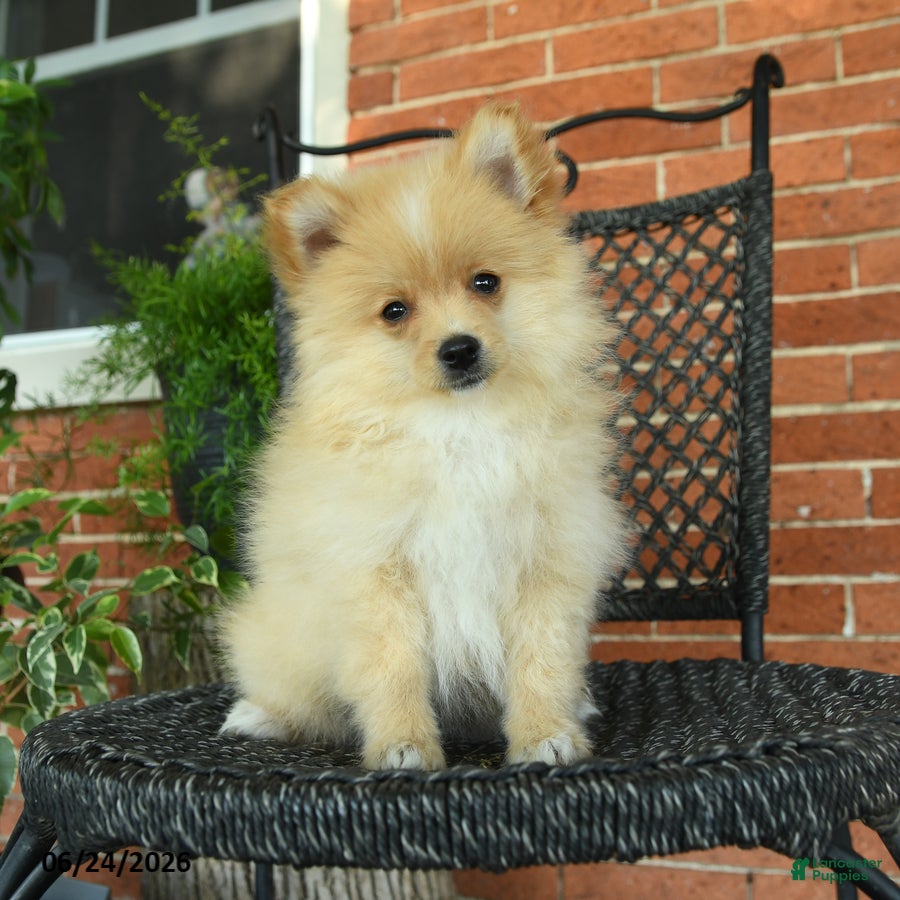 Pomeranian dogs for sale: Garfield - Ad 1