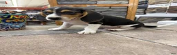 Beagle dogs for sale: AKC Sean - Ad 4