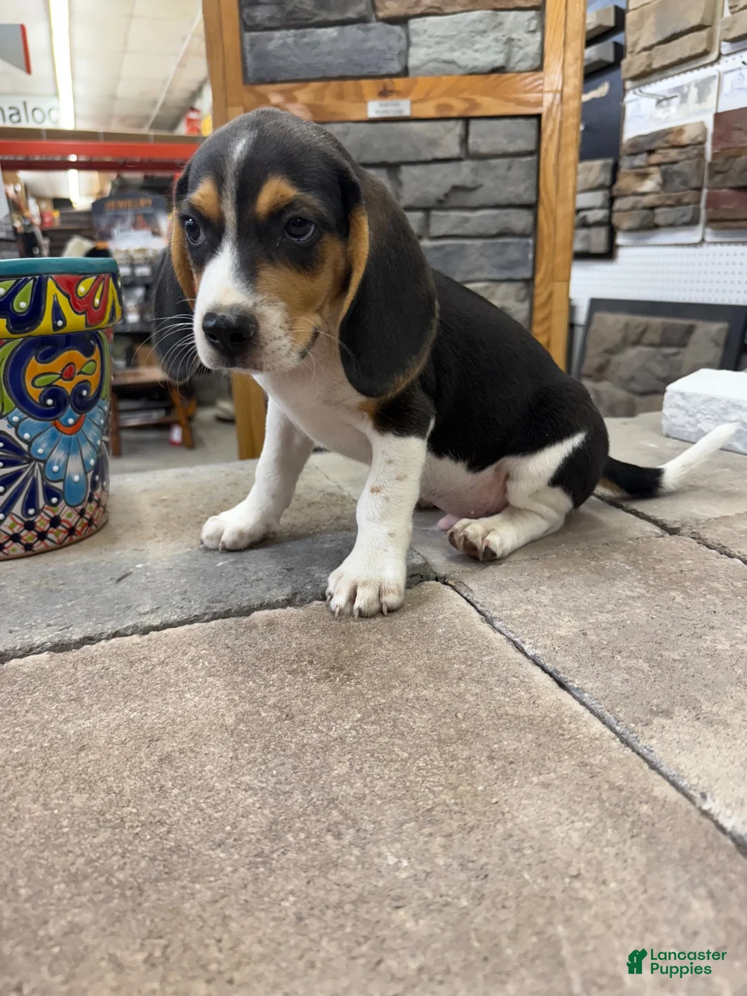Beagle dogs for sale: AKC Sean - Ad 4