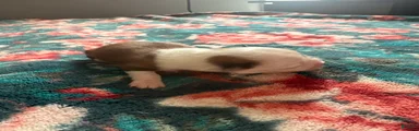 Yogi 