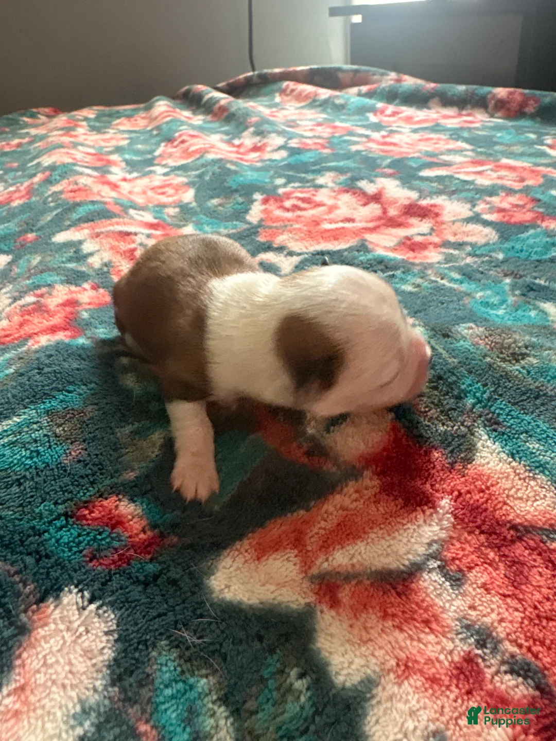 Chihuahua dogs for sale: Yogi  - Ad 1