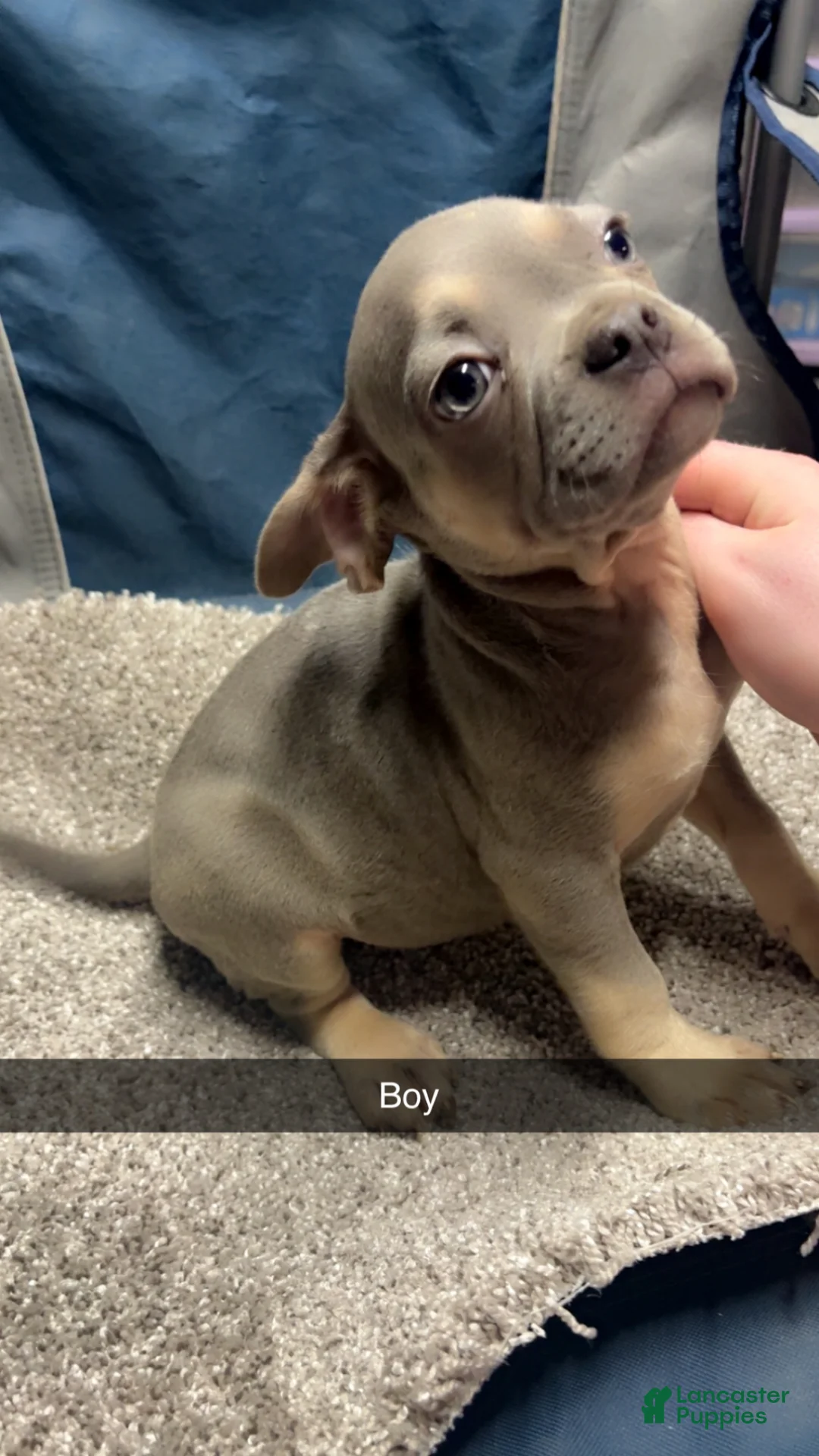 French Bulldog dogs for sale: French Bulldog Puppy 1 - Ad 2