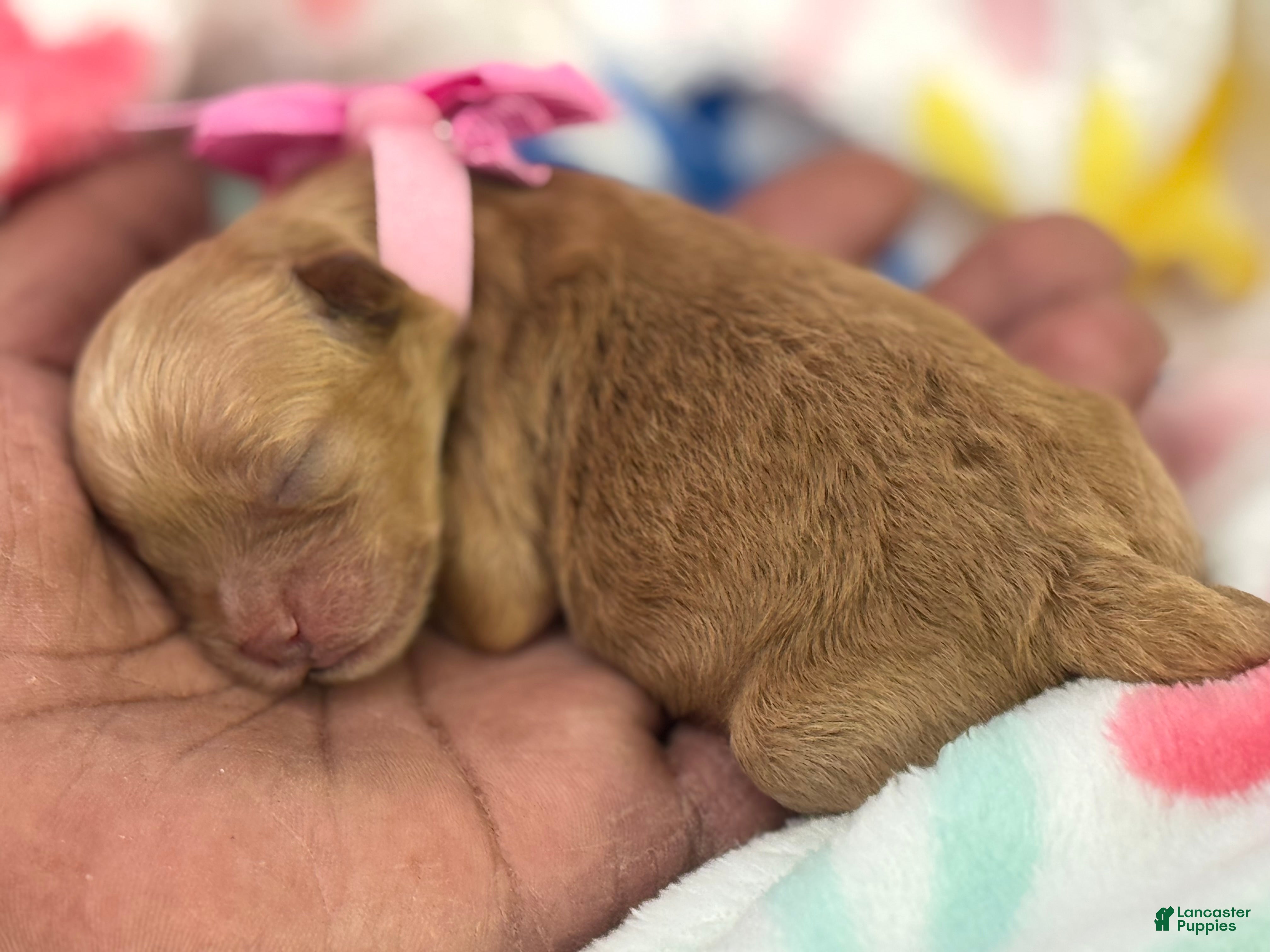 Shihpoo dogs for sale: Shihpoo Puppy 2 Pink - Ad 2