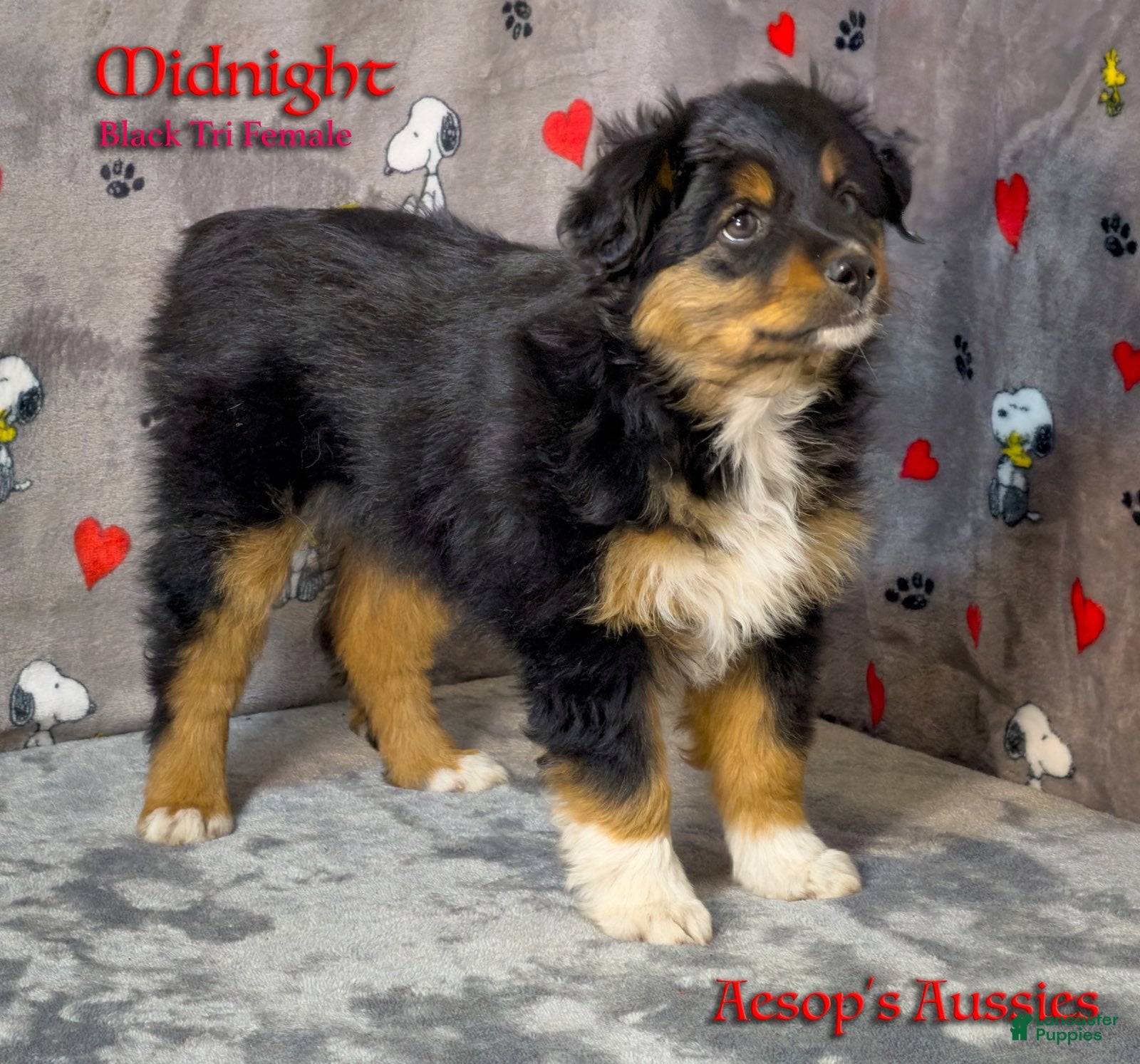 Toy Australian Shepherd dogs Midnight - Ad 2