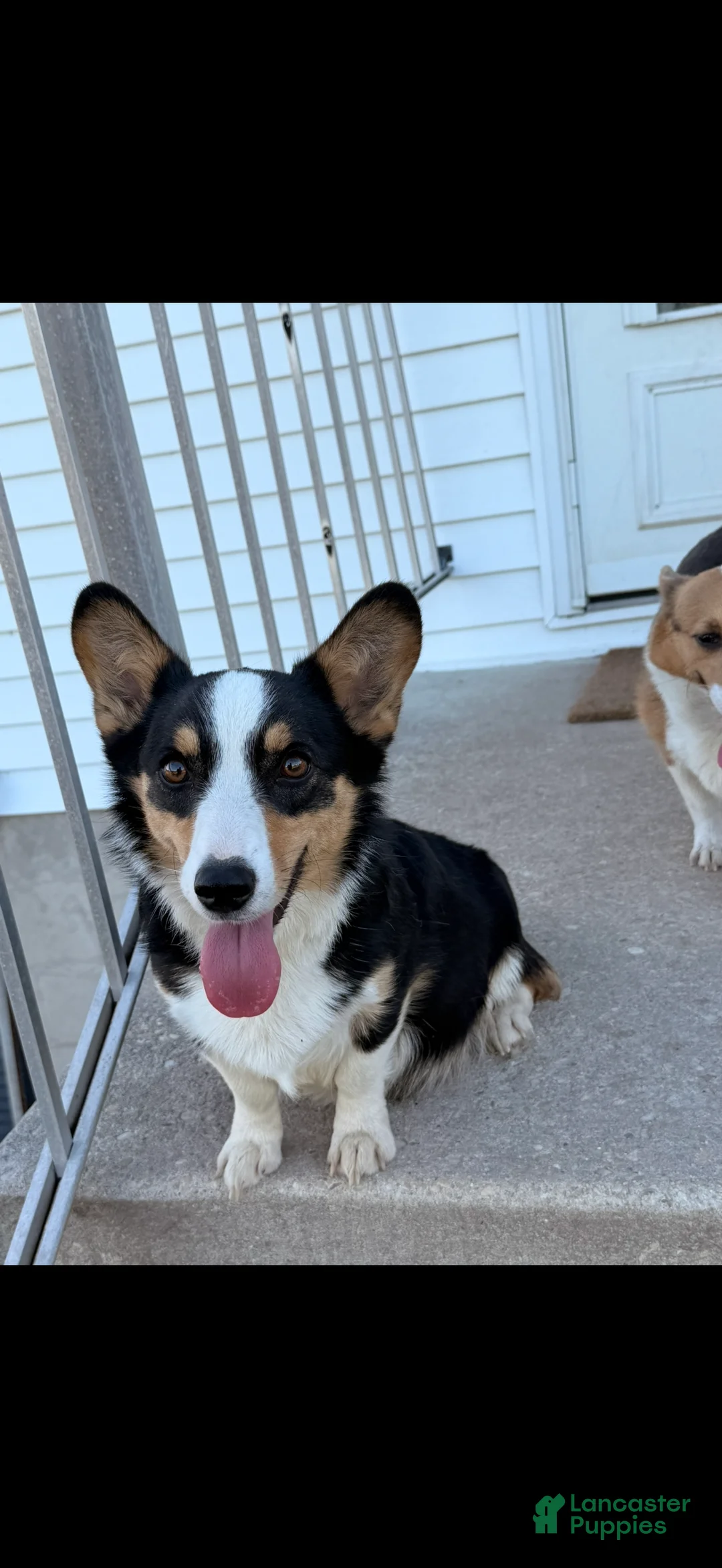 Welsh Corgi Pembroke dogs for sale: Welsh Corgi Pembroke 3 - Ad 4