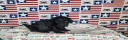 Cavapoo dogs for sale: Max - Ad 5
