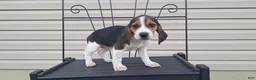 Beagle dogs for sale: WILLOW - Ad 5