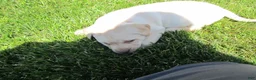 Labrador Retriever dogs for sale: Labrador Retriever Puppy 1 - Ad 3