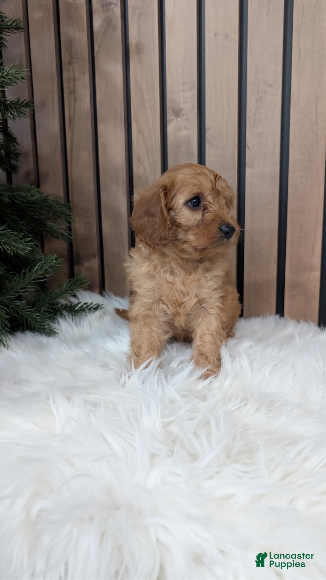 Cavapoo dogs for sale: Sophie - Ad 3