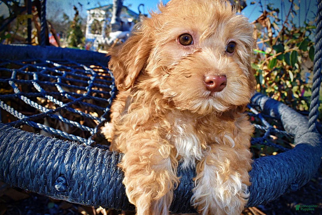 Havapoo dogs for sale: Scout - Ad 4