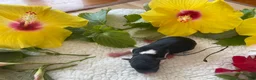 Biewer Terrier dogs for sale: Sunshine.   Biewer Terrier  - Ad 5