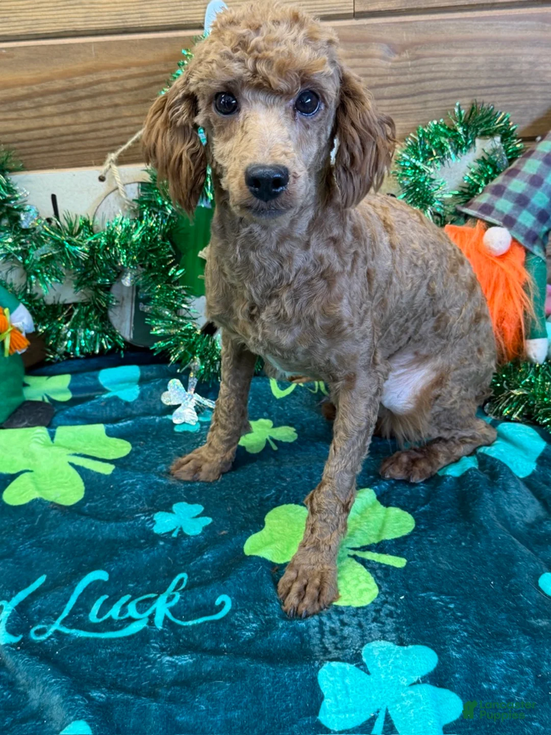 Miniature Poodle dogs for sale: Ernie - Ad 3