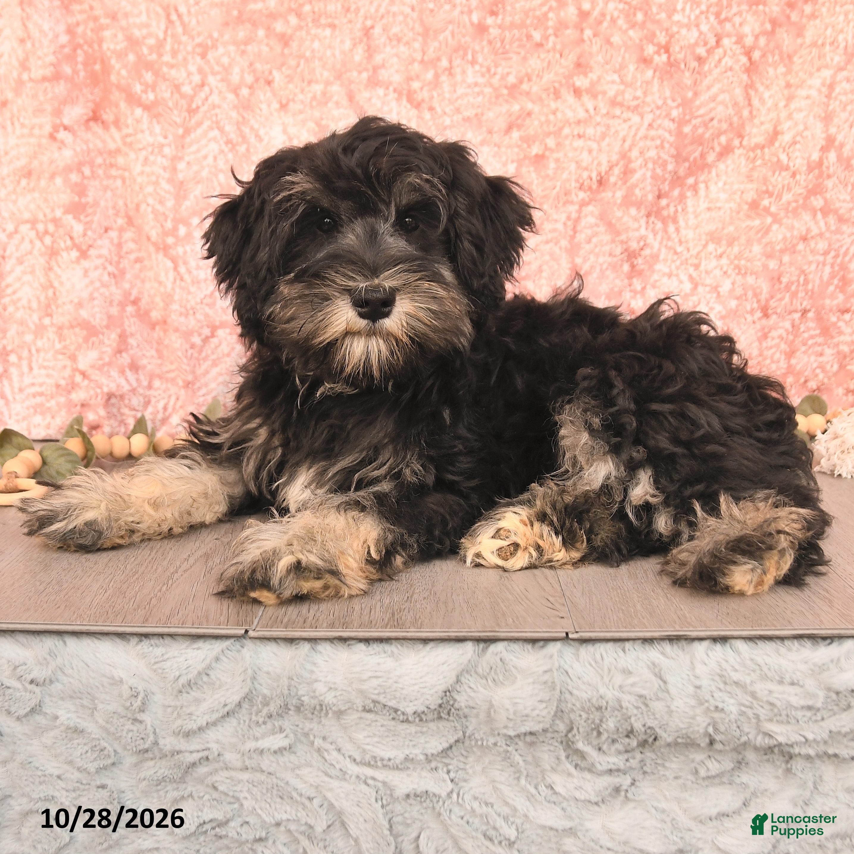 Miniature Schnauzer dogs for sale: Perlie - Ad 1