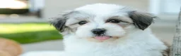 Havanese dogs for sale: Florence - Ad 3