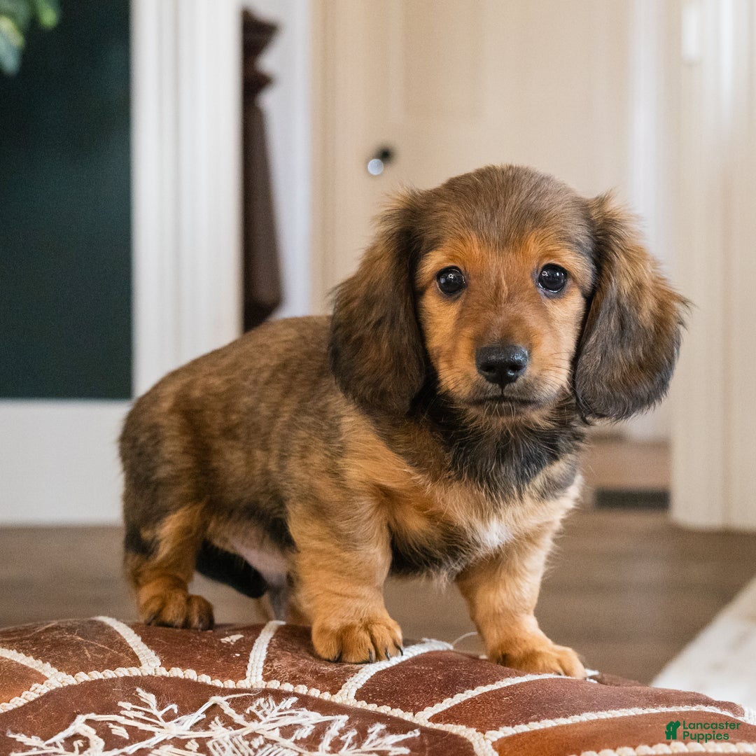 Dachshund dogs for sale: Slinky - CHRISTMAS PUPPY! - Ad 2