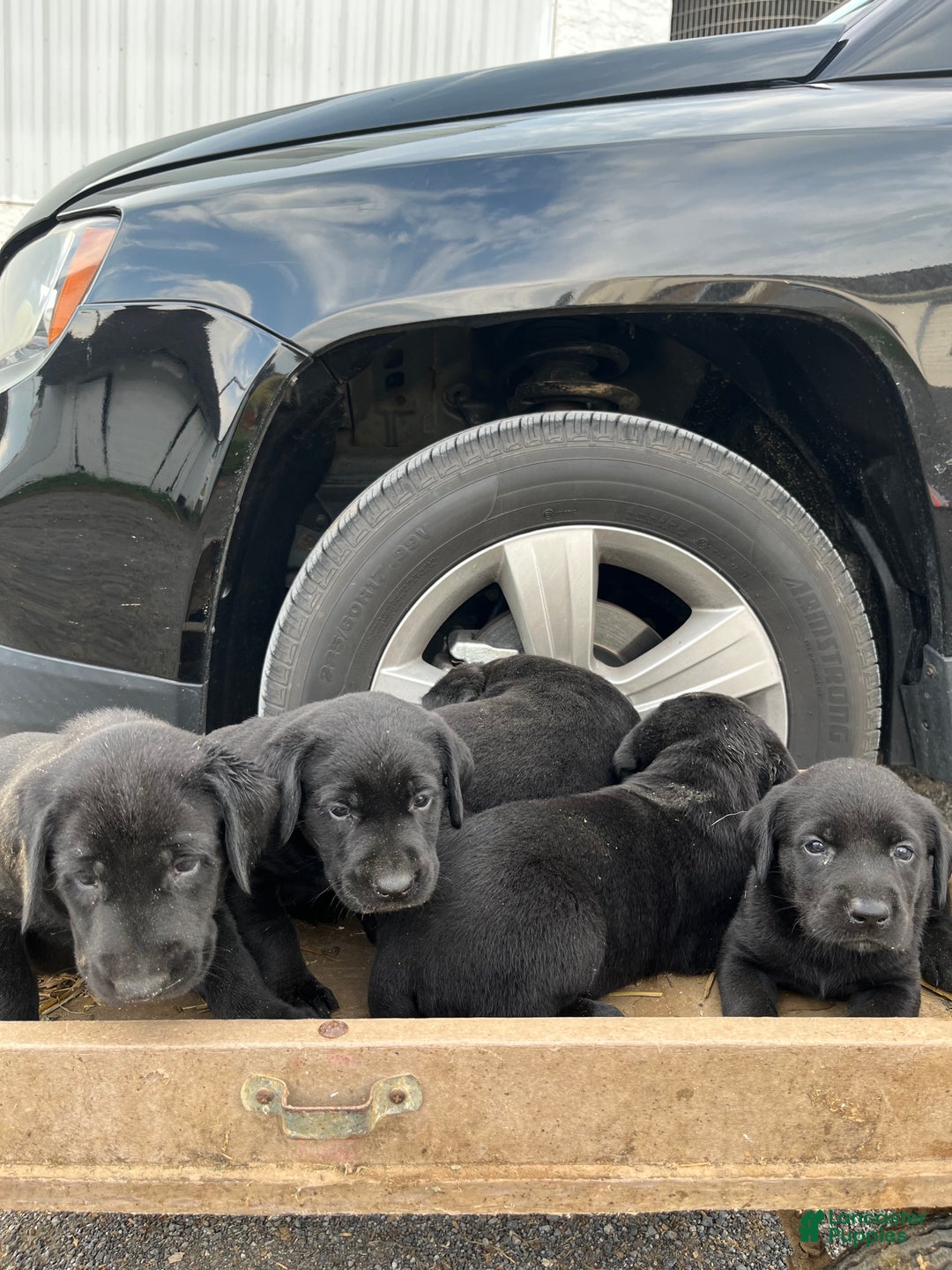 Labrador Retriever dogs for sale: Labrador Retriever Puppy 1 - Ad 4