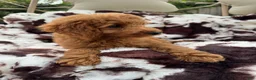 Mini Goldendoodle dogs for sale: Tanner - Ad 6