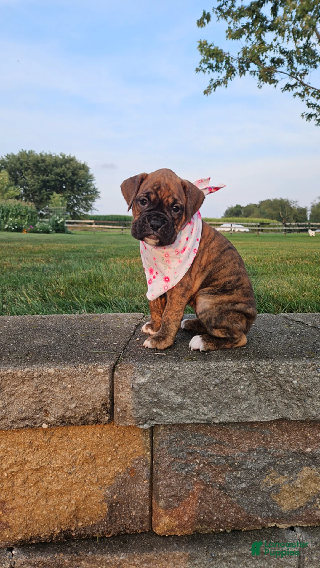 Boxer dogs for sale: Avery - Ad 3