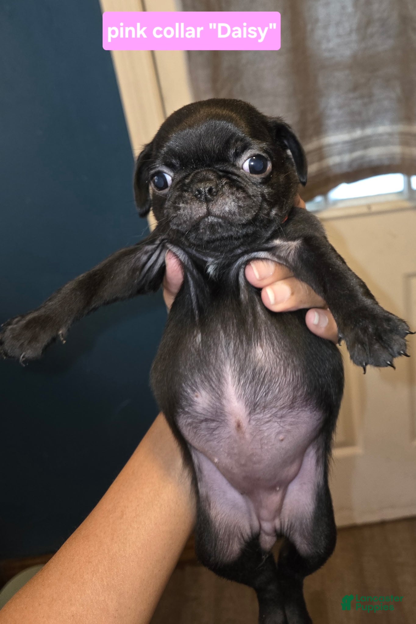 Pug dogs Little miss. Daisy  - Ad 22